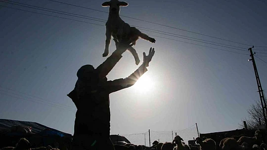 Elazığ'da kuzuların anneleriyle muhteşem buluşması