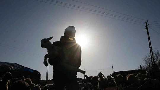 Elazığ'da kuzuların anneleriyle muhteşem buluşması