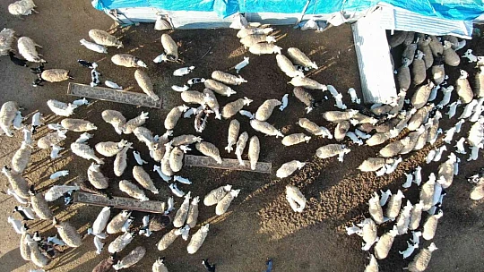 Elazığ'da kuzuların anneleriyle muhteşem buluşması