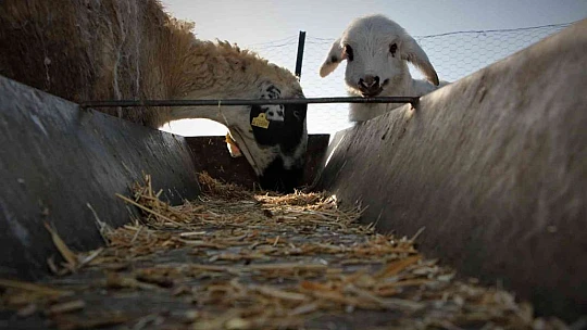 Elazığ'da kuzuların anneleriyle muhteşem buluşması