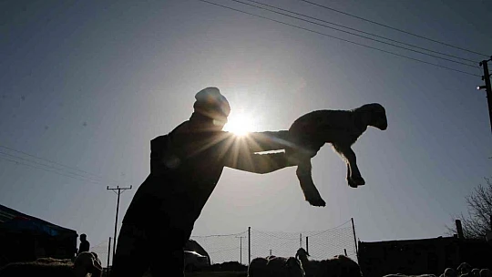 Elazığ'da kuzuların anneleriyle muhteşem buluşması