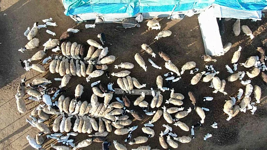 Elazığ'da kuzuların anneleriyle muhteşem buluşması