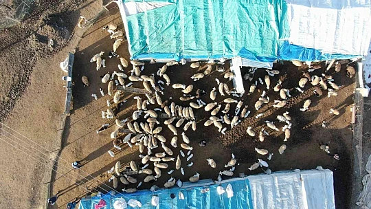 Elazığ'da kuzuların anneleriyle muhteşem buluşması