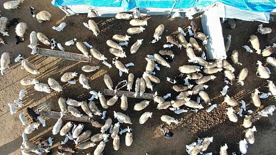 Elazığ'da kuzuların anneleriyle muhteşem buluşması