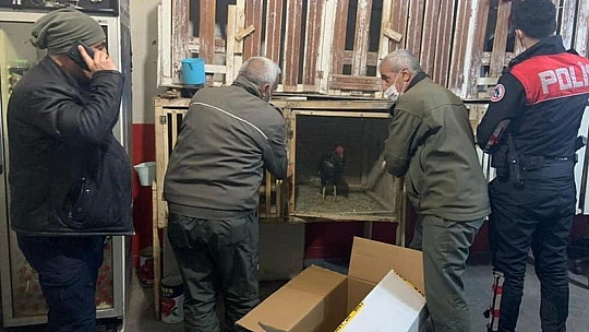 Elazığ'da metruk binada horoz döğüşü yaptıran şahıslar yakalandı