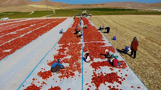 Elazığ'da mevsimlik işçilerin mesaisi devam ediyor