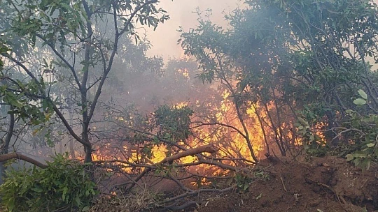 Elazığ'da orman yangını