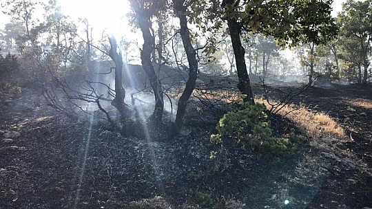 Elazığ'da orman yangını