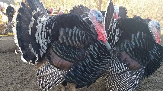 Elazığ'da pandemi ve yasaklar hindiye talebi azalttı