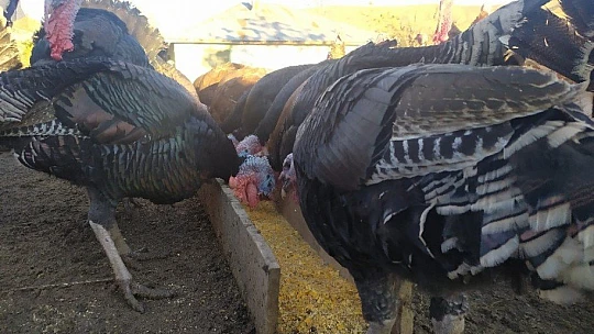 Elazığ'da pandemi ve yasaklar hindiye talebi azalttı