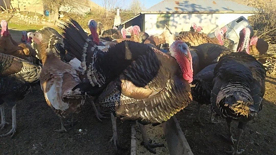 Elazığ'da pandemi ve yasaklar hindiye talebi azalttı