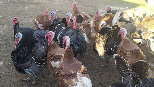 Elazığ'da pandemi ve yasaklar hindiye talebi azalttı