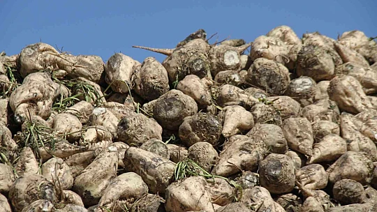 Elazığ'da şeker pancarı alım kampanyası başladı