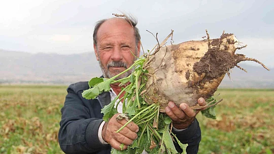 Elazığ'da şeker pancarı mesaisine başlayan çiftçiler fiyattan memnun