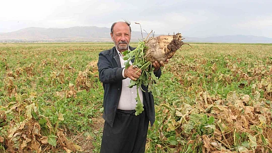 Elazığ'da şeker pancarı mesaisine başlayan çiftçiler fiyattan memnun