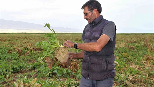 Elazığ'da şeker pancarı mesaisine başlayan çiftçiler fiyattan memnun
