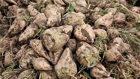 Elazığ'da şeker pancarı mesaisine başlayan çiftçiler fiyattan memnun