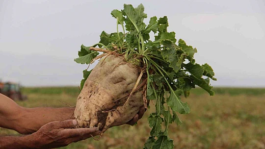 Elazığ'da şeker pancarı mesaisine başlayan çiftçiler fiyattan memnun