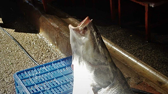 Elazığ'da sezonun ilk dev balığı yakalandı