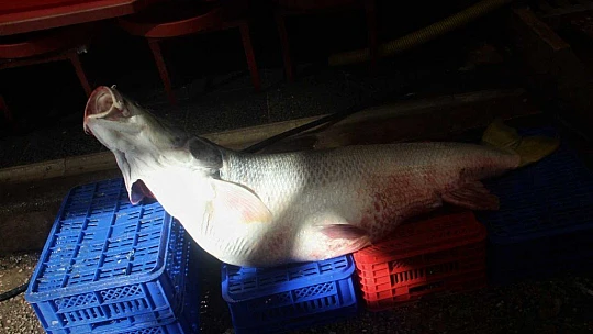 Elazığ'da sezonun ilk dev balığı yakalandı