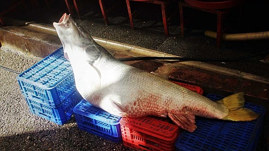 Elazığ'da sezonun ilk dev balığı yakalandı