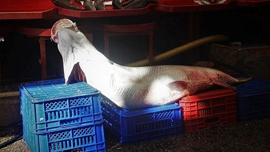 Elazığ'da sezonun ilk dev balığı yakalandı