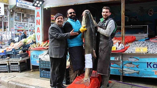 Elazığ'da sezonun son dev turna balığı yakalandı: Tam 103 kilogram