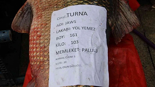Elazığ'da sezonun son dev turna balığı yakalandı: Tam 103 kilogram