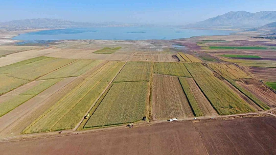 Elazığ'da silajlık mısır hasadı başladı