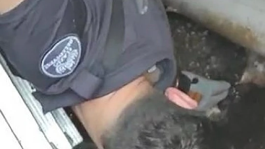 Elazığ'da su kuyusuna düşen yavru kediyi itfaiye kurtardı