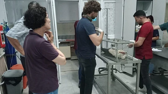 Elazığ'da tedavisi yapılan leylek, doğaya bırakıldı