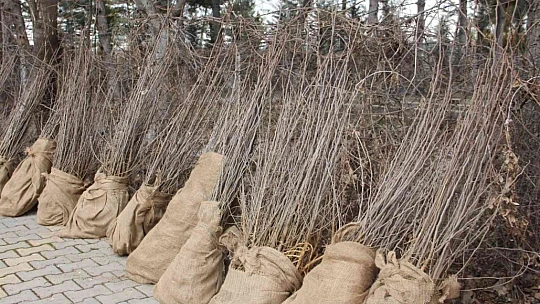 Elazığ'da üreticilere 6 bin 500 dut fidanı dağıtıldı