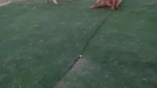 Elazığ'da vahşet, köpeği 7 yerinden bıçaklayıp öldürdüler