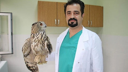 Kulaklı Orman Baykuşu' tedavi altına alındı