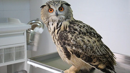 Kulaklı Orman Baykuşu' tedavi altına alındı