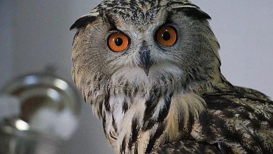 Kulaklı Orman Baykuşu' tedavi altına alındı