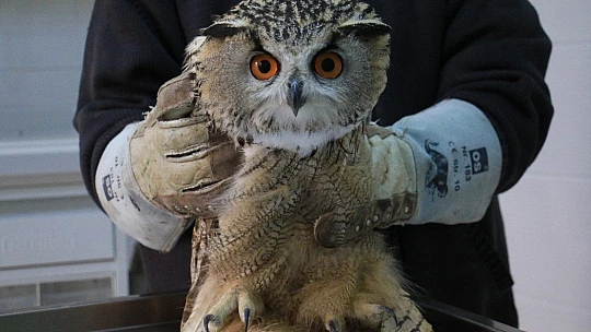 Kulaklı Orman Baykuşu' tedavi altına alındı