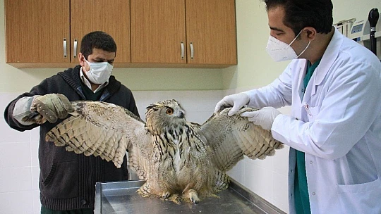 Kulaklı Orman Baykuşu' tedavi altına alındı