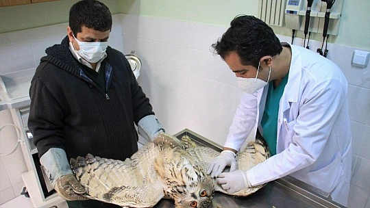 Kulaklı Orman Baykuşu' tedavi altına alındı