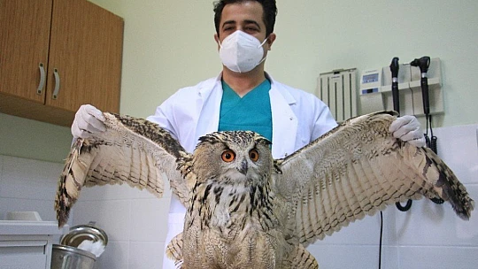 Kulaklı Orman Baykuşu' tedavi altına alındı