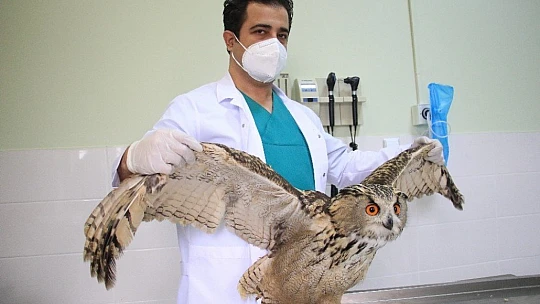 Kulaklı Orman Baykuşu' tedavi altına alındı