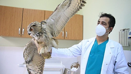 Kulaklı Orman Baykuşu' tedavi altına alındı