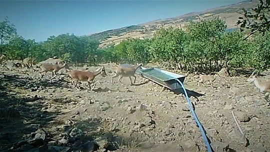 Elazığ'da yaban hayatı fotokapanla görüntülendi