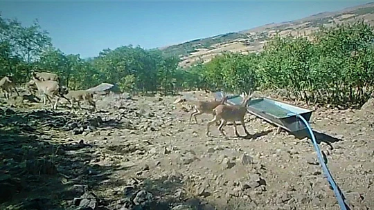 Elazığ'da yaban hayatı fotokapanla görüntülendi