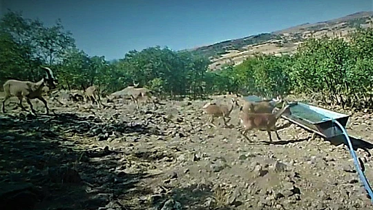 Elazığ'da yaban hayatı fotokapanla görüntülendi