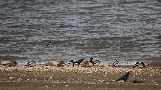 Elazığ'da yaban hayatı için yem desteği sürüyor