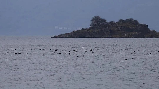 Elazığ'da yaban hayatı için yem desteği sürüyor