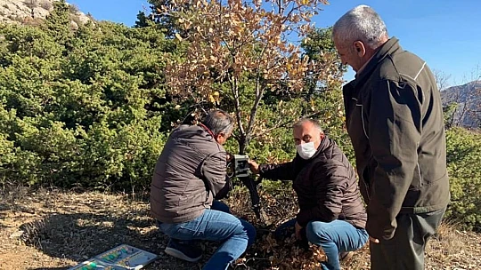 Elazığ'da yaban hayatı ve kaçak avcılar, fotokapanlarla tespit ediliyor