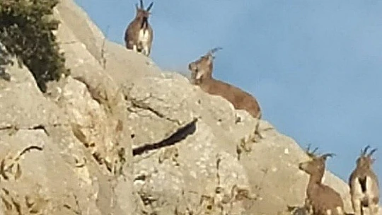 Elazığ'da yaban hayatına su desteği