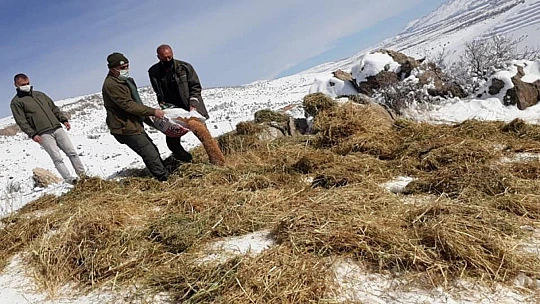 Elazığ'da yaban hayvanları için doğaya 1,5 ton yem bırakıldı